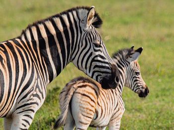 Close-up of zebra on field