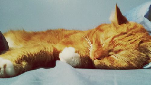 Close-up of cat sleeping