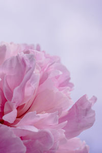Close-up of pink rose flower against white background