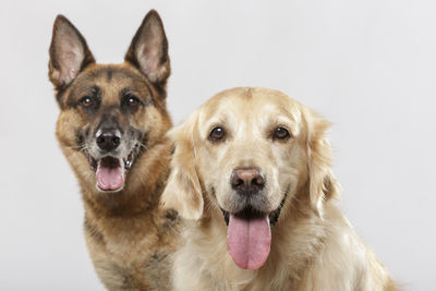 Portrait of dogs against white background