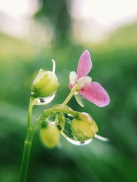 Close-up of flowers