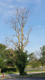 Trees in park