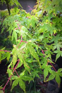 Close-up of wet plant