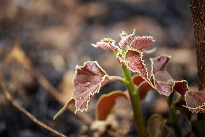 Close-up of flowering plant during winter