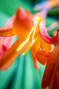 Close-up of orange flower