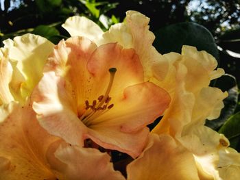 Close-up of yellow flowering plant leaves
