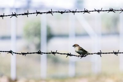 Birds perching on barbed wire