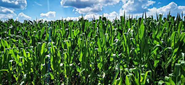 Crops growing on field against sky