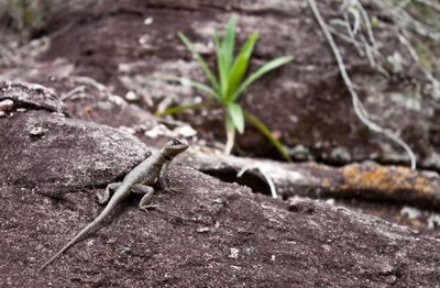 Close-up of lizard on rock