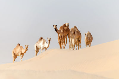Group of middle eastern camels in the desert in uae