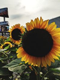 Close-up of sunflower against sky