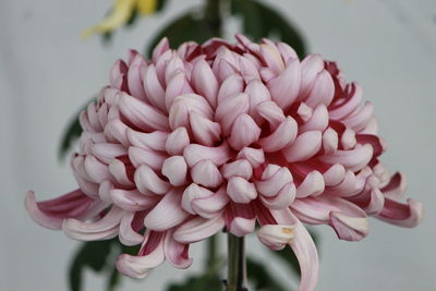 Close-up of pink dahlia flower