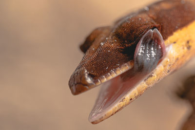 Lizard licking it's eye