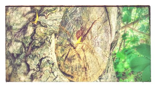 Close-up of lizard on tree trunk