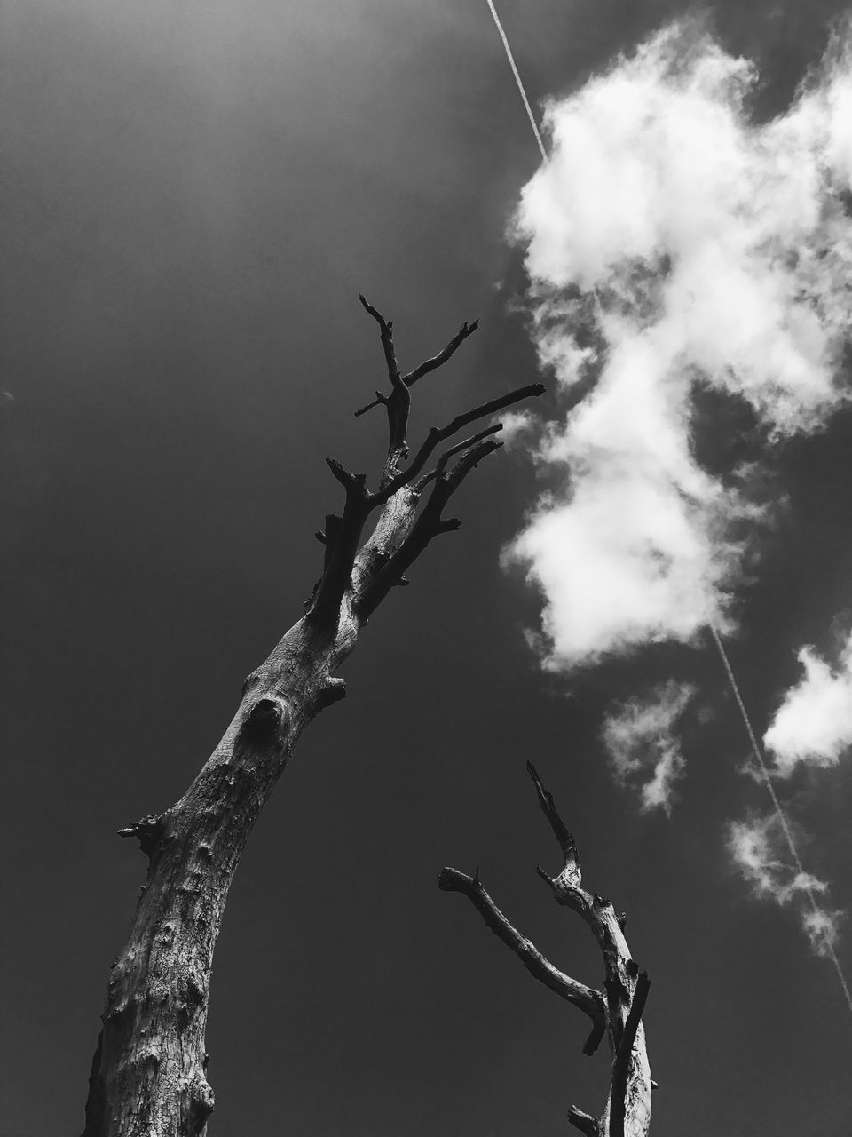 tree, nature, no people, sky, growth, outdoors, branch, day, beauty in nature