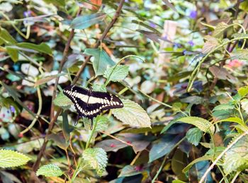 Close-up of butterfly on plant