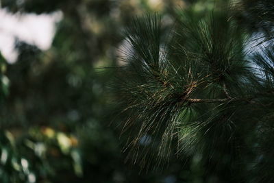 Close-up of pine tree