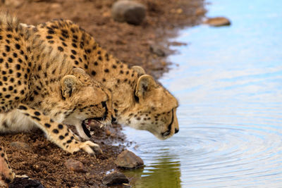 Close-up of cheetah