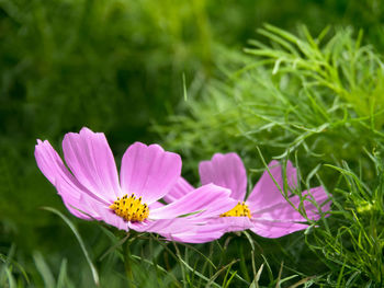 Close-up of pink flower on field