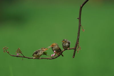Close-up of a bird on branch