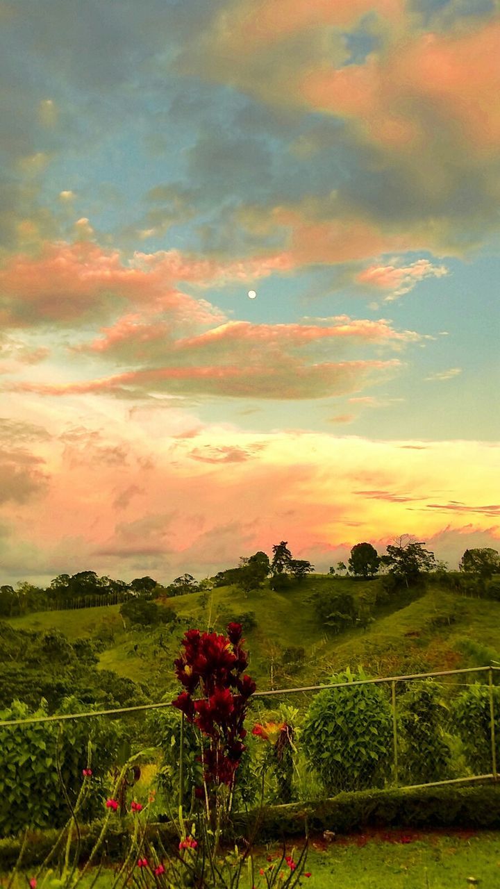 sunset, sky, beauty in nature, field, landscape, tranquil scene, cloud - sky, scenics, growth, tranquility, orange color, nature, flower, plant, tree, rural scene, cloudy, idyllic, cloud, agriculture