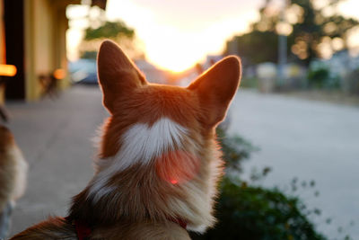 Close-up of a dog