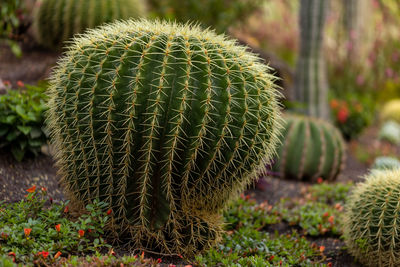 Close-up of cactus plant growing on field