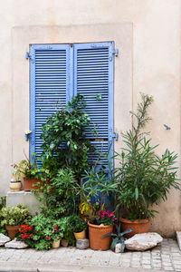 Pretty blue shuttered door with pot plants