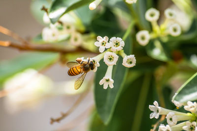 Close-up of bee on flower