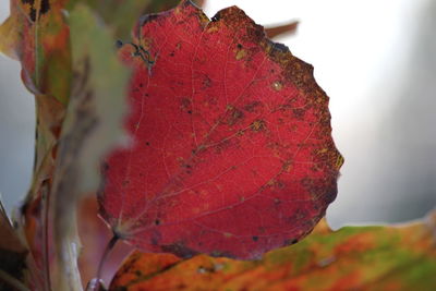 Close-up of maple leaves