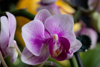 Close-up of pink orchids