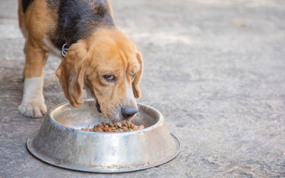 Close-up of dog eating food