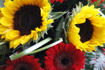 Close-up of sunflowers