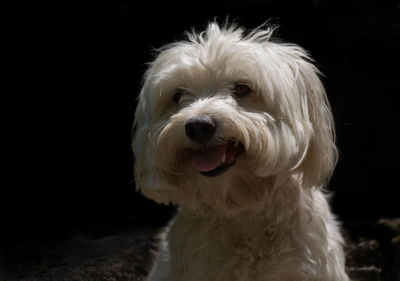 Close-up portrait of dog