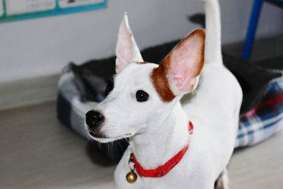 Close-up portrait of dog