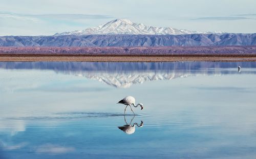 Birds on lake against sky