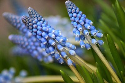 Close-up of purple flowers