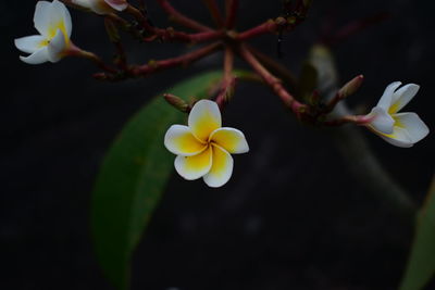 Close-up of white frangipani flowers