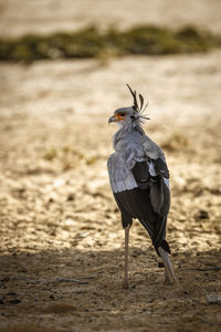 View of a bird on field