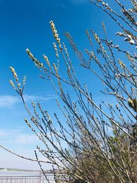 Low angle view of trees against blue sky