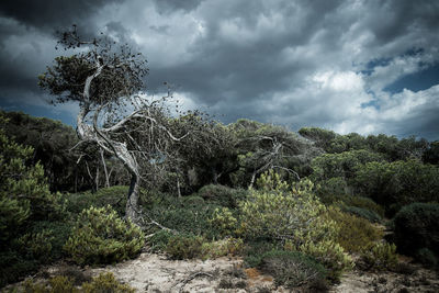 Trees in forest against storm clouds