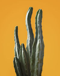 Close-up of succulent plant against yellow background