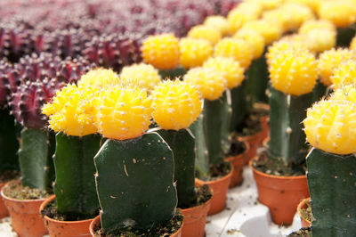 Close-up of yellow cactus flower pot