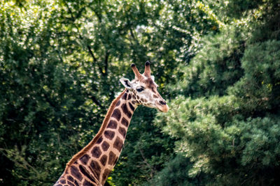 Giraffe in a forest