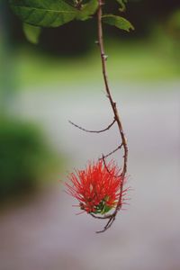 Close-up of red flowering plant