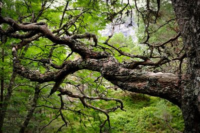 Trees in forest