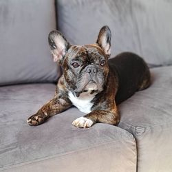 Portrait of dog resting on sofa at home