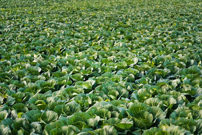 Full frame shot of fresh green field