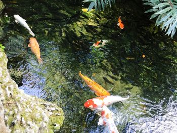 Low section of koi carps swimming in water