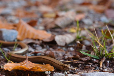 Close-up of slow worm and autumn leaves on dirt road.